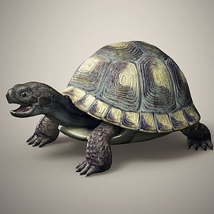 tortoise 3D