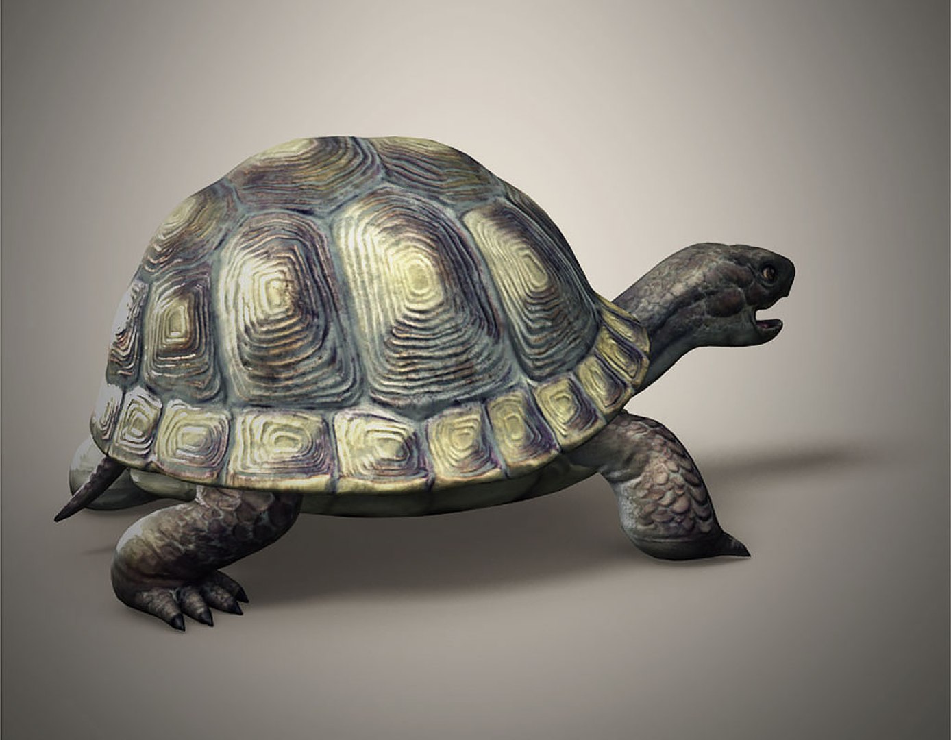 Tortoise 3D - TurboSquid 1236108