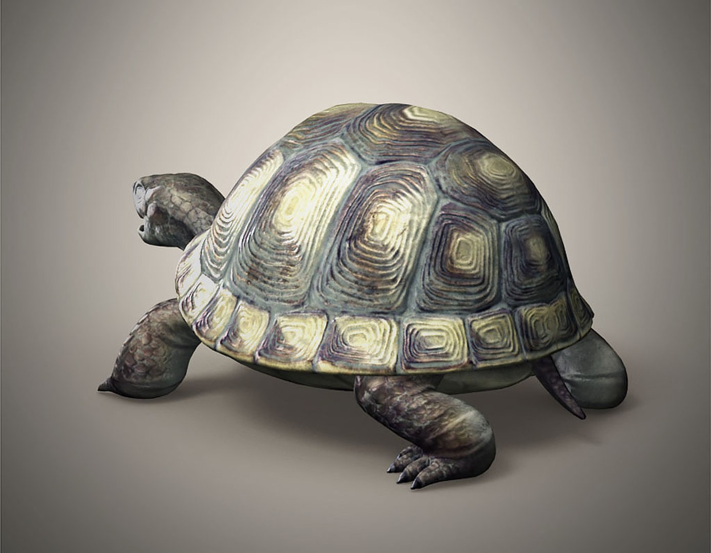 Tortoise 3D - TurboSquid 1236108