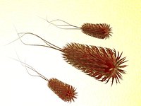 Ecoli Bacteria