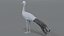 blue crane model
