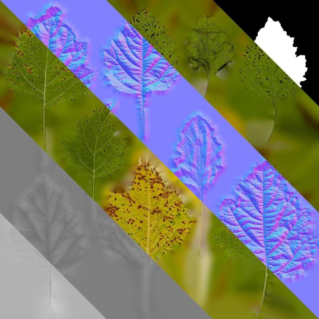 Anydrafts Nicandra Physalodes Leaf 02 Textures 3D Model - TurboSquid ...
