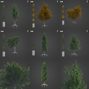 3D 2021 PBR White Poplar Collection - Populus Alba model