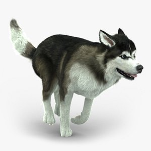 Siberian Husky (FUR) (ANIMATED)