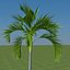 palm carpentaria acuminata 3d 3ds