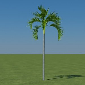 palm carpentaria acuminata 3d 3ds
