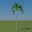 palm carpentaria acuminata 3d 3ds