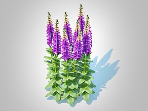 3D model Digitalis purpurea - Common Foxglove purple