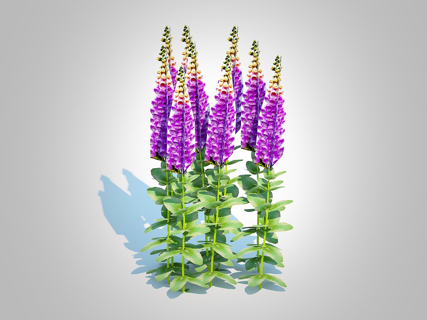3D model Digitalis purpurea - Common Foxglove purple https://p.turbosquid.com/ts-thumb/Jp/FAiKyO/QD/2/jpg/1729405919/1920x1080/fit_q87/a6cdcab4e8848eb3be97d3302a9d74b46099318b/2.jpg