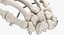 3D human hand bones wire