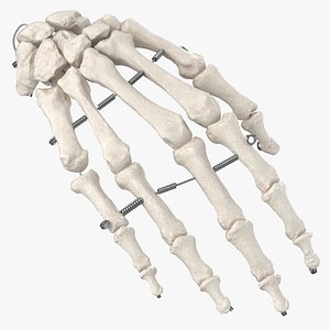 Human Hand Bones With Wire 01 White