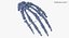 3D human hand bones wire