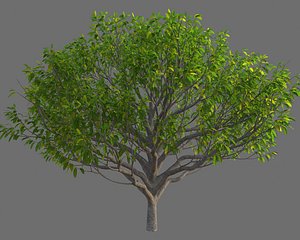 XfrogPlants Mountain Dove - Daphniphyllum Teysmanni 3D model