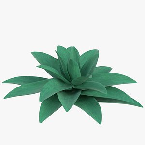 3D stylized succulent plant