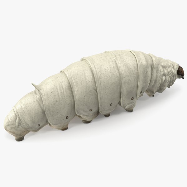 Silkworm White Rigged for Maya 3D model