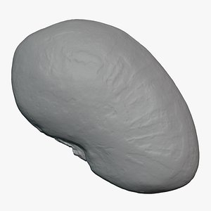 Speckled Butter Bean - For 3D Print 3D