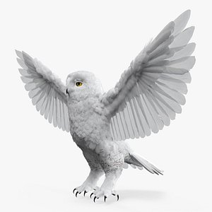 3D Snowy Owl Male White