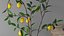 Set with lemon branches