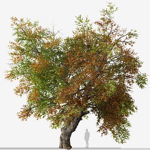 3D Set of Italian maple or Acer Opalus Tree