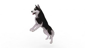 Husky dog 3D