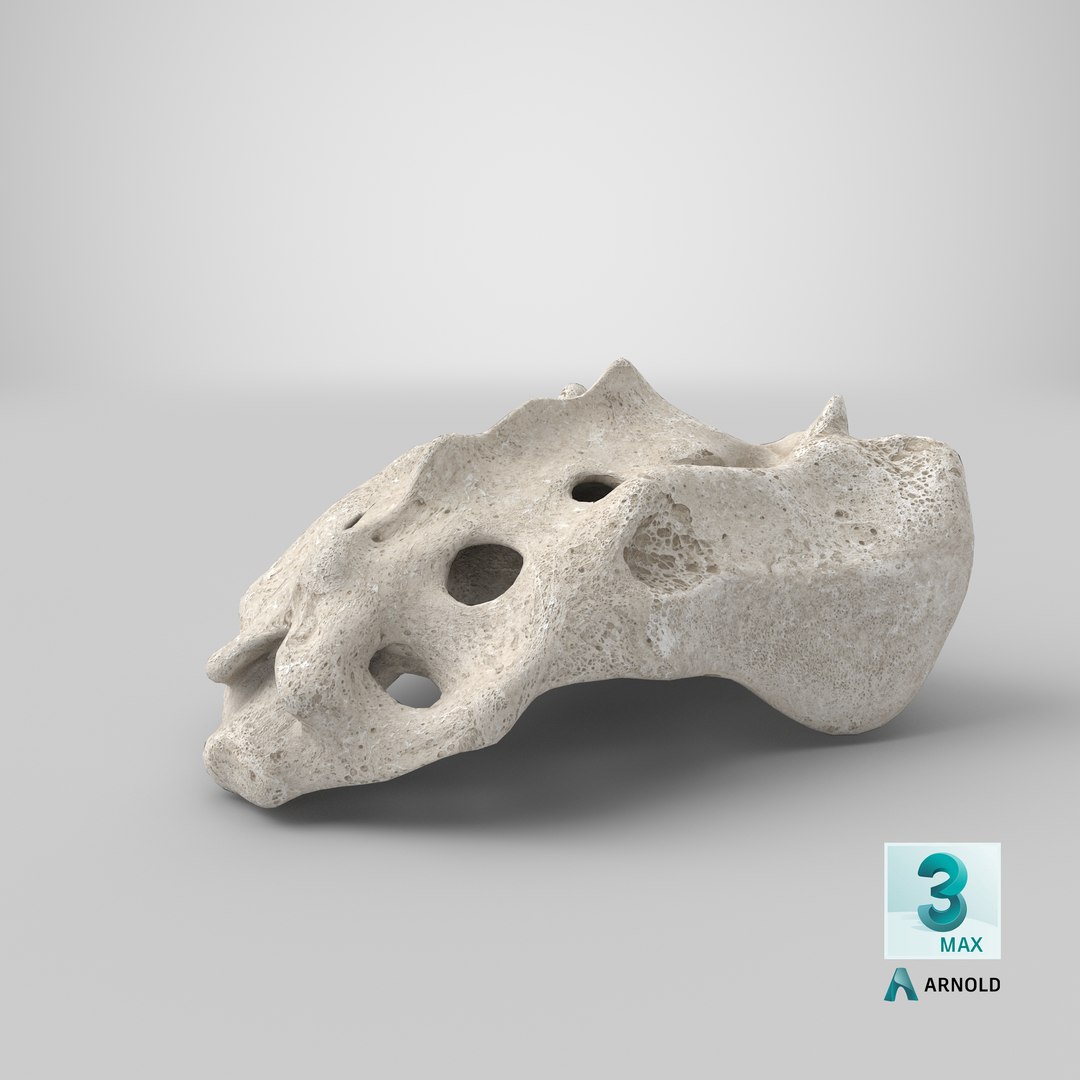 sacrum vertebrae s1 s5 3D model https://p.turbosquid.com/ts-thumb/Jp/uIJE0G/Pa6jlmy5/stemcell_max_arnold_render/png/1603181517/1920x1080/fit_q87/4b11a952429193c951e02f65a918016fec91fe54/stemcell_max_arnold_render.jpg