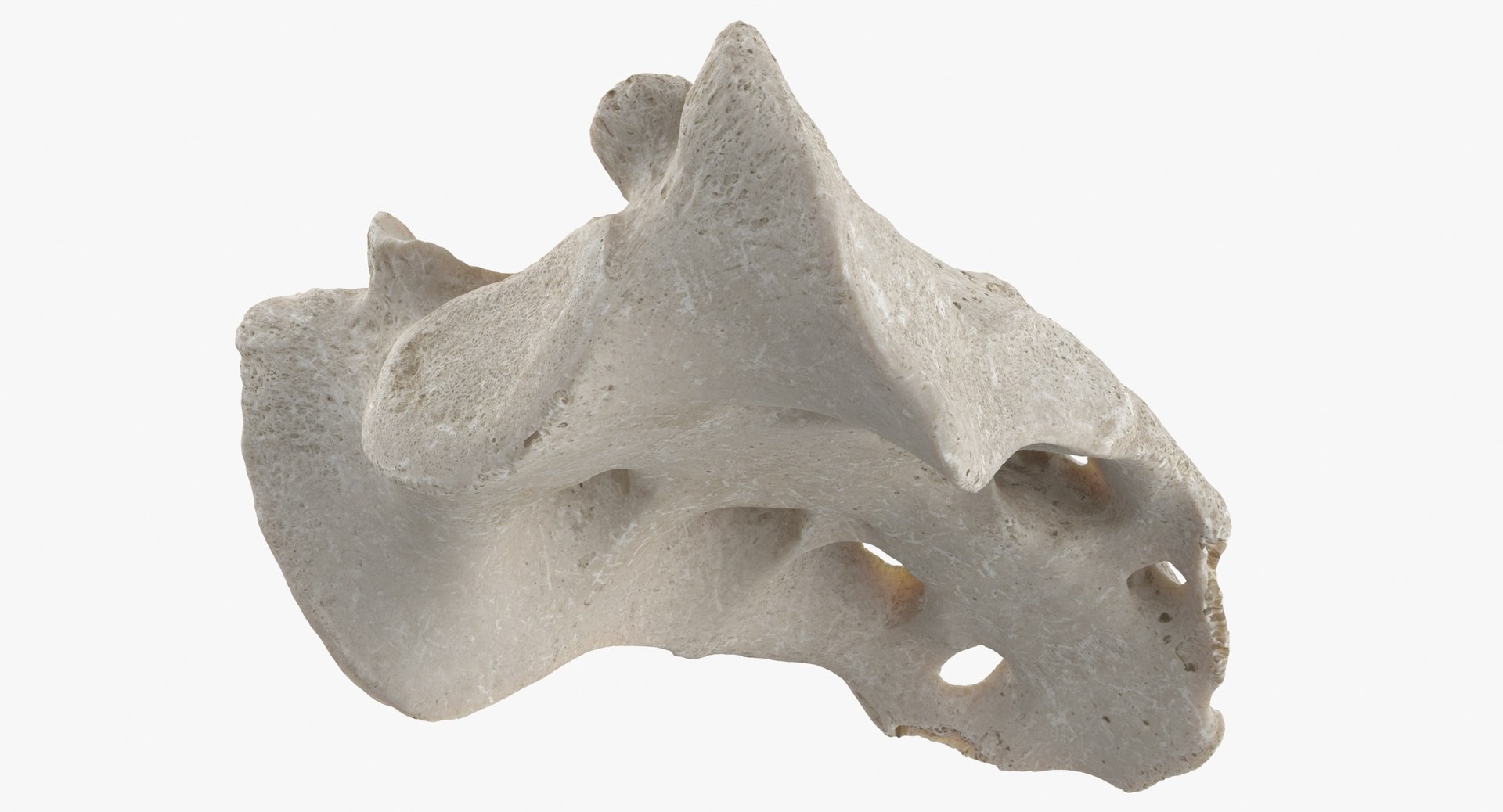 sacrum vertebrae s1 s5 3D model https://p.turbosquid.com/ts-thumb/Jp/uIJE0G/kdP2rttZ/sacrum_vertebrae_s1_to_s5_white_thumbnail_0007/jpg/1596625692/1920x1080/fit_q87/461fc56915cb655c668bb4a9353cbf4acb8e5810/sacrum_vertebrae_s1_to_s5_white_thumbnail_0007.jpg