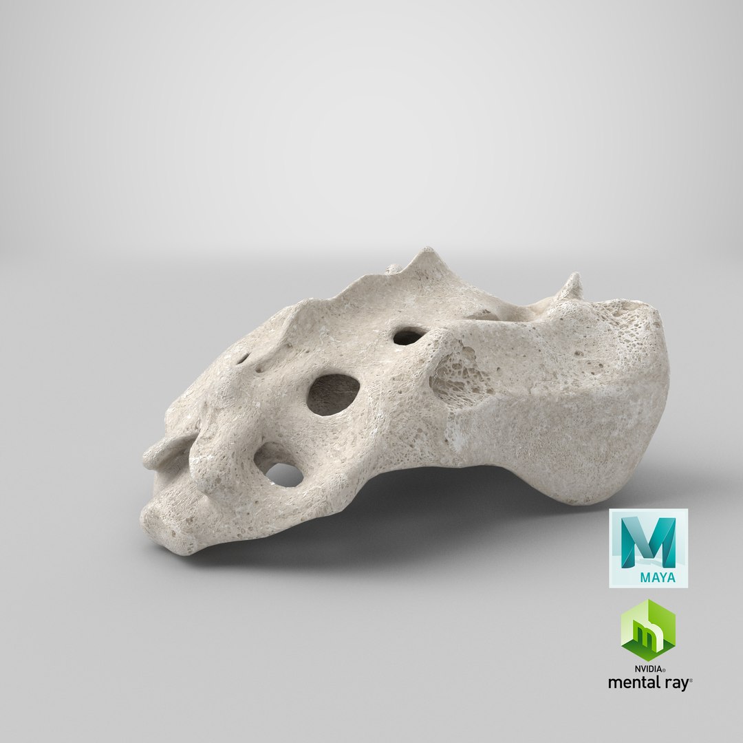 sacrum vertebrae s1 s5 3D model https://p.turbosquid.com/ts-thumb/Jp/uIJE0G/rUwK7JV1/stemcell_maya_mental_ray_render/png/1603181530/1920x1080/fit_q87/091118014dad5cb8cc0d90bfd5bf2f134698bcff/stemcell_maya_mental_ray_render.jpg
