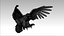 Aigle