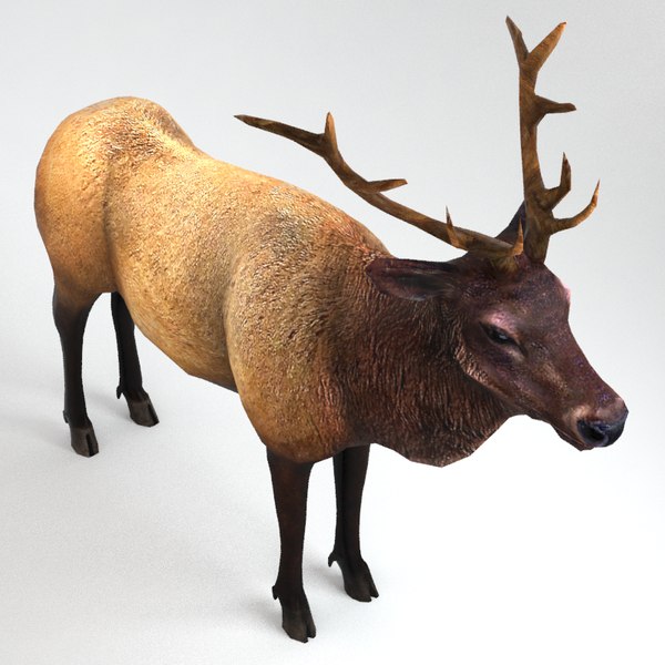 3d male elk model