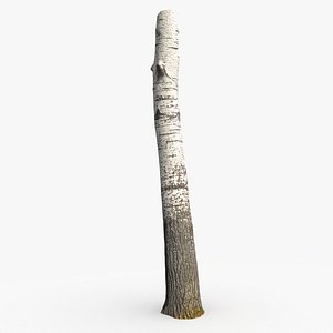 Aspen trunk scan PBR 8K