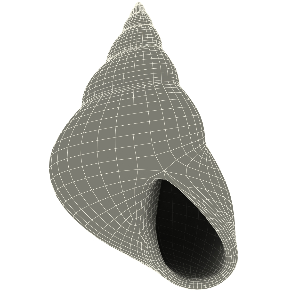 cat terrestrial shell 3d model