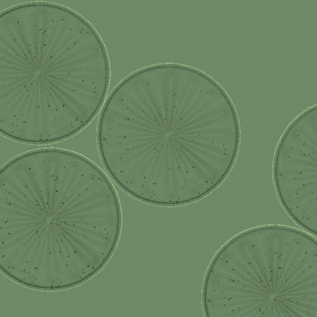 3d 20 micro objects set model https://p.turbosquid.com/ts-thumb/Jq/T8C8Z0/Ty26aYL9/diatom3/jpg/1214243782/1920x1080/fit_q87/0a3703cadd85b79984fdc35c4709c5c307317098/diatom3.jpg