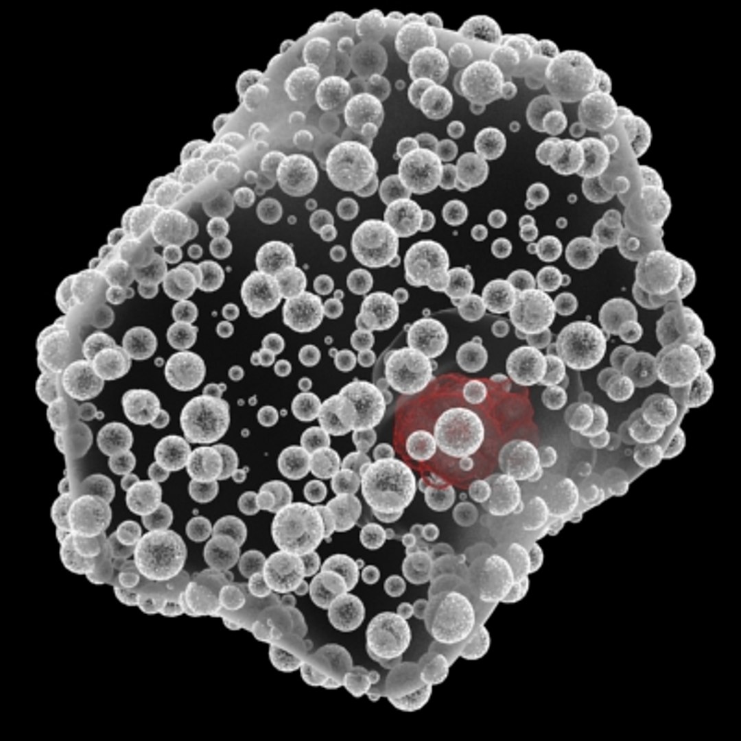 3d 20 micro objects set model https://p.turbosquid.com/ts-thumb/Jq/T8C8Z0/ttofhMw8/macrophage/jpg/1214243803/1920x1080/fit_q87/bae9e0df7f4848818d0181b38d7ad968b2705f32/macrophage.jpg