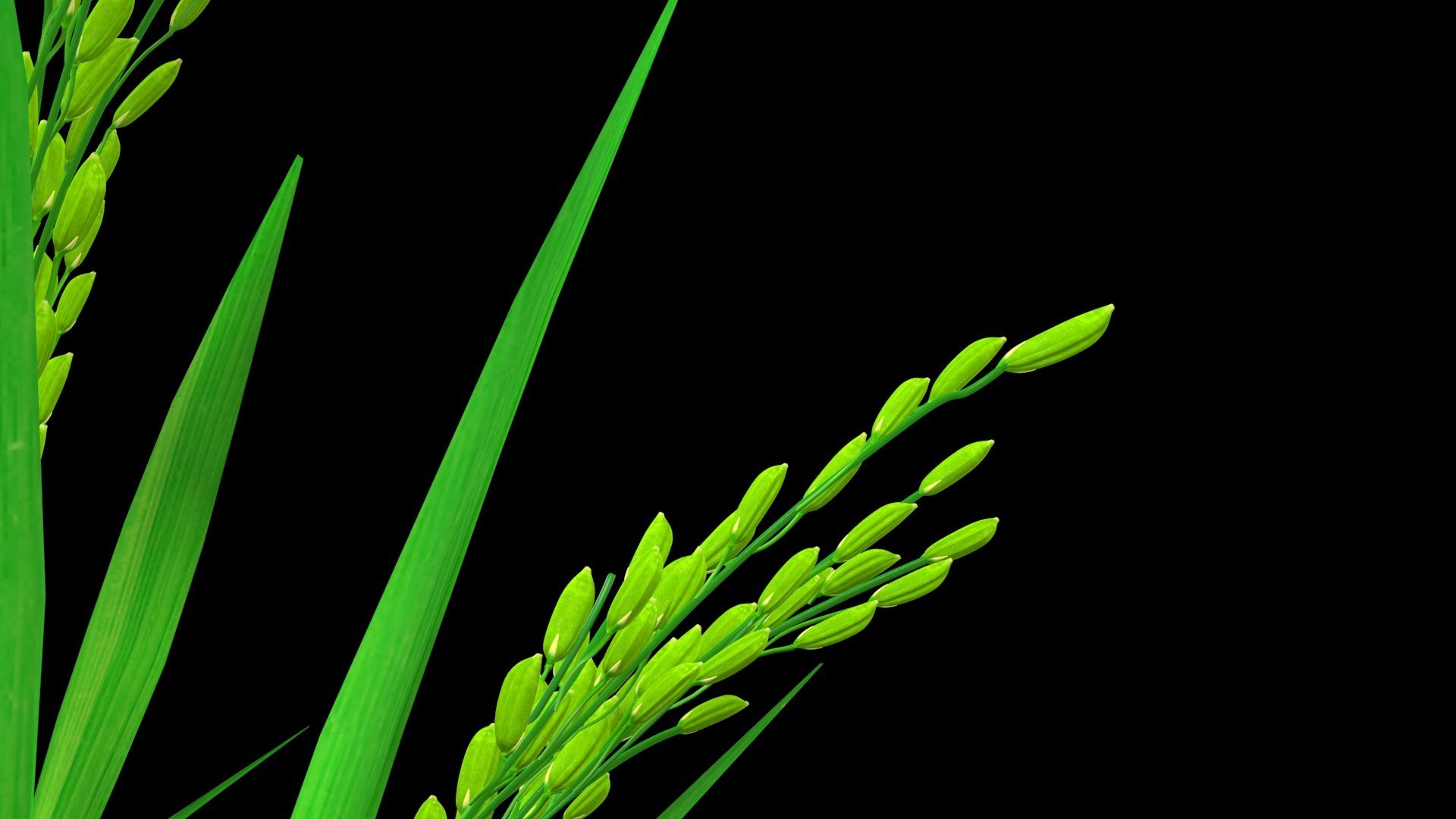 3D PADDY OPTION 8 PADDY FLOWER FINAL - TurboSquid 1837671