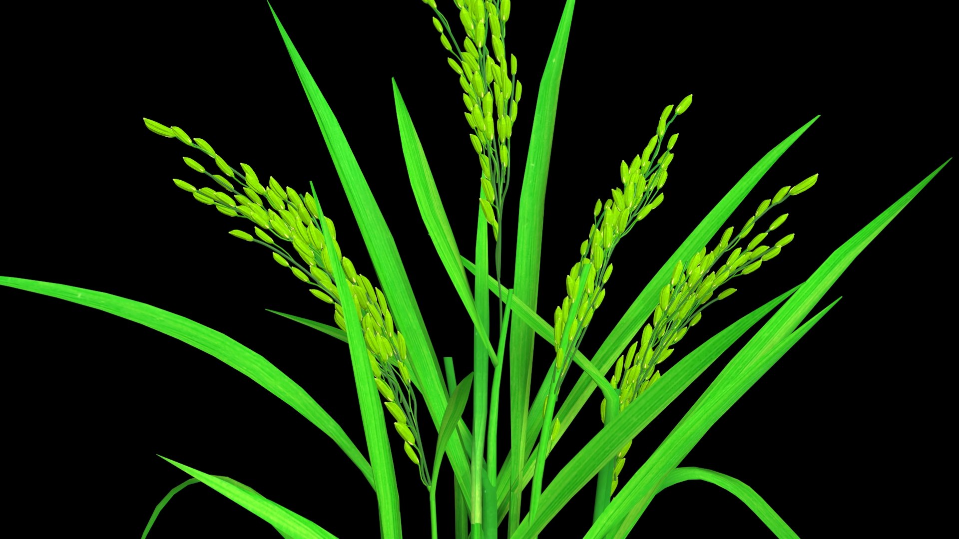 3D PADDY OPTION 8 PADDY FLOWER FINAL - TurboSquid 1837671