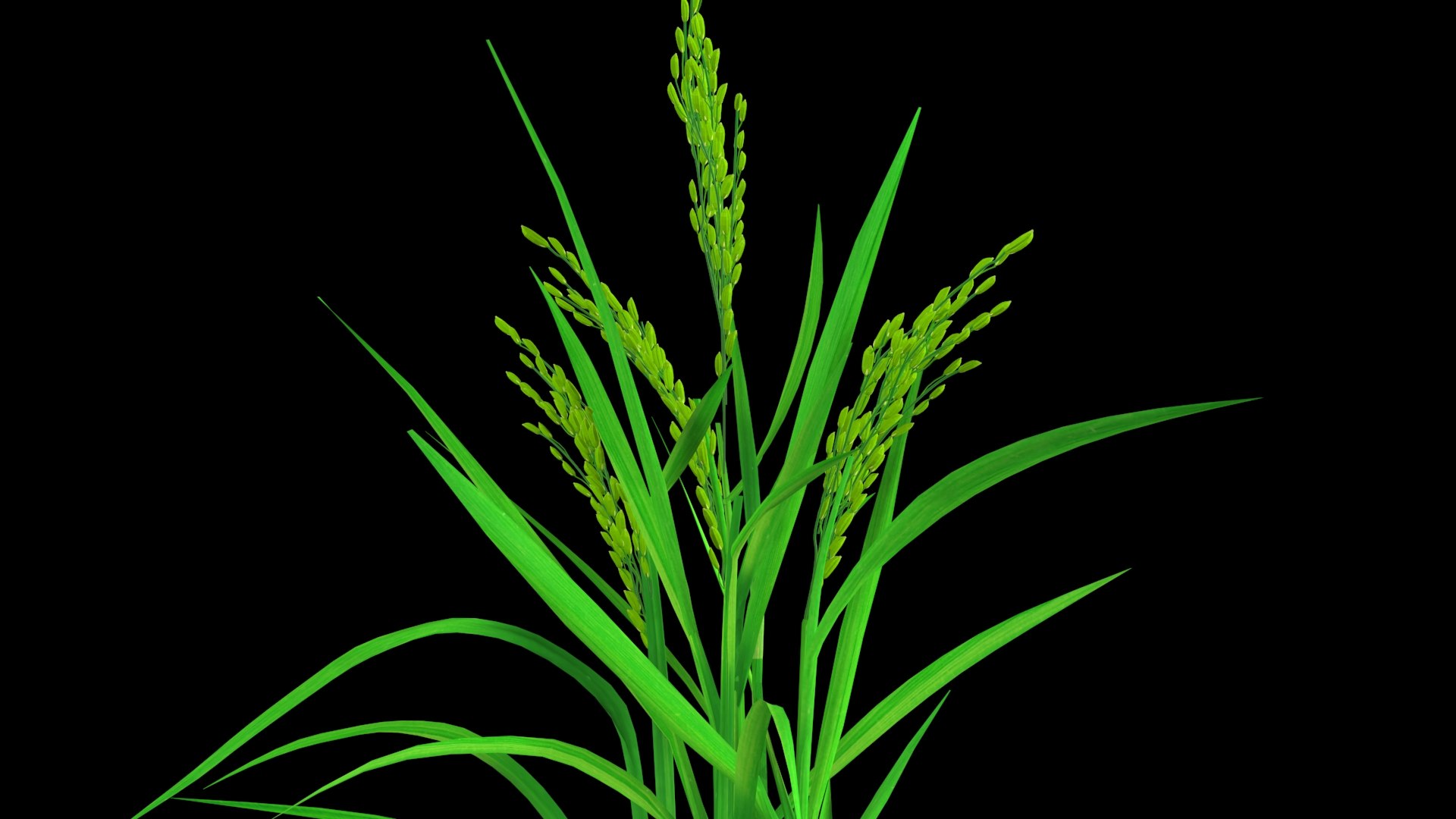 3D PADDY OPTION 8 PADDY FLOWER FINAL - TurboSquid 1837671
