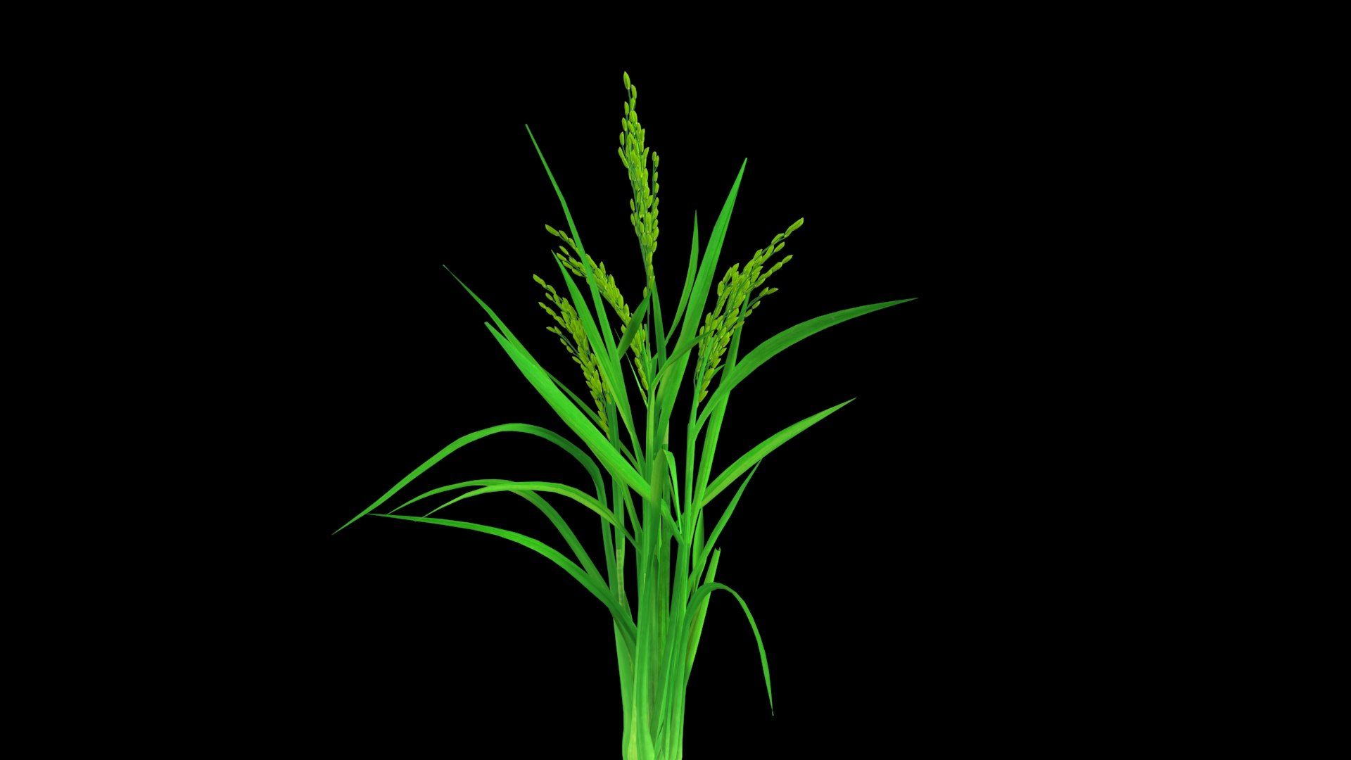 3D PADDY OPTION 8 PADDY FLOWER FINAL - TurboSquid 1837671