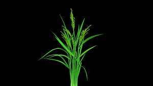 3D PADDY  OPTION 8  PADDY FLOWER  FINAL