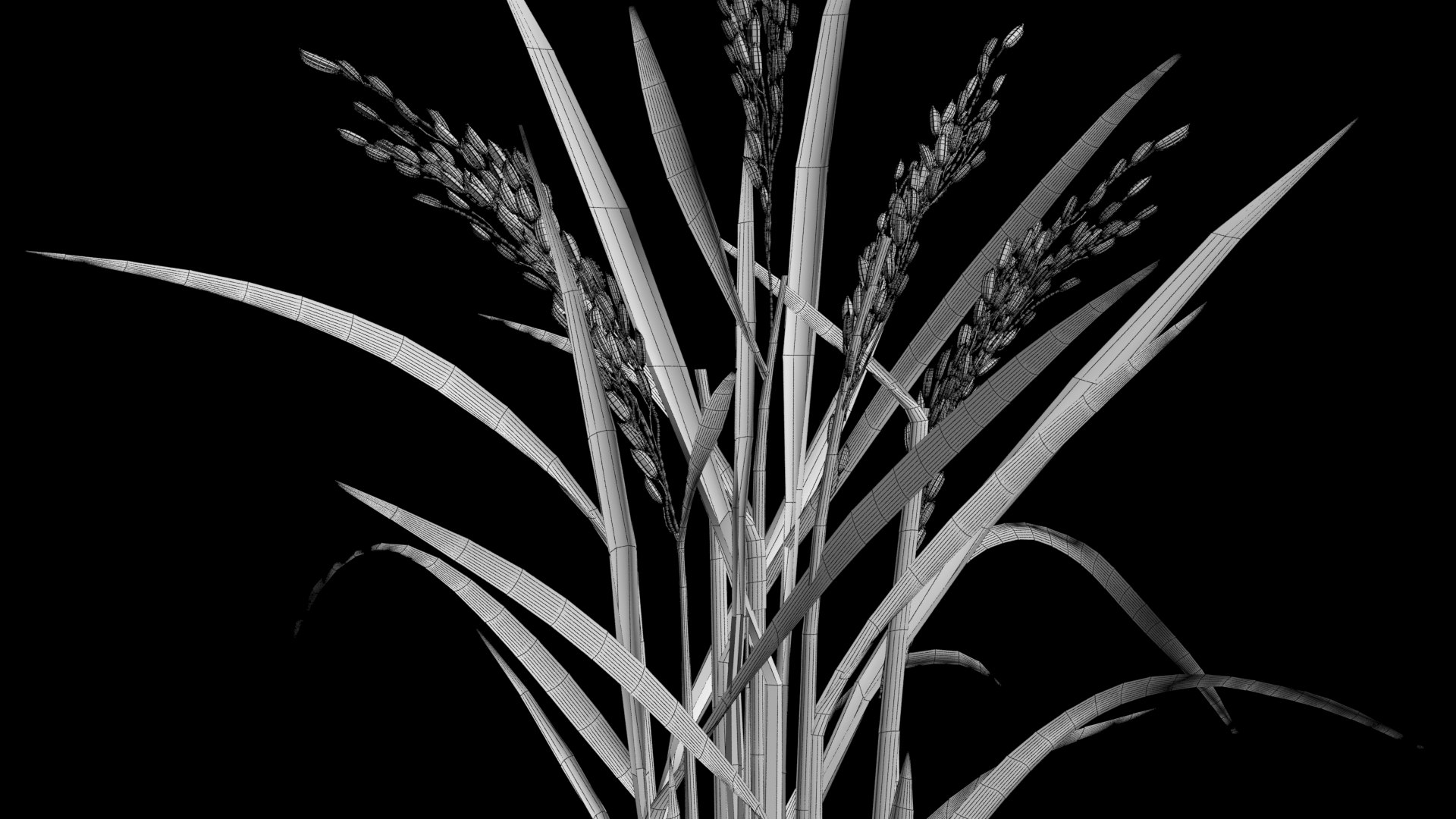 3D PADDY OPTION 8 PADDY FLOWER FINAL - TurboSquid 1837671