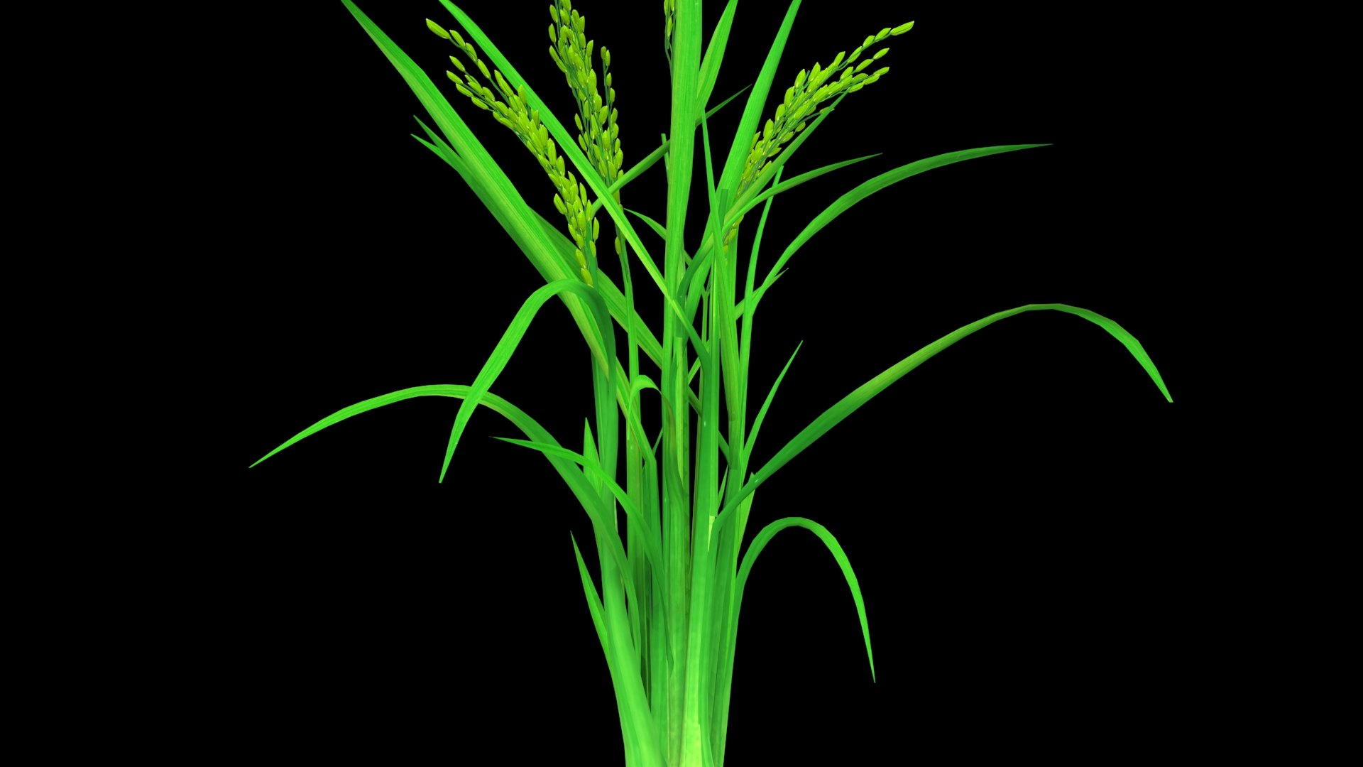 3D PADDY OPTION 8 PADDY FLOWER FINAL - TurboSquid 1837671