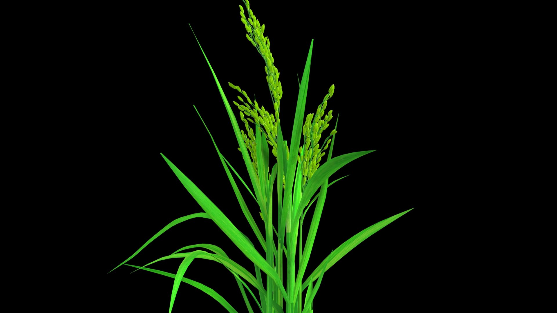 3D PADDY OPTION 8 PADDY FLOWER FINAL - TurboSquid 1837671