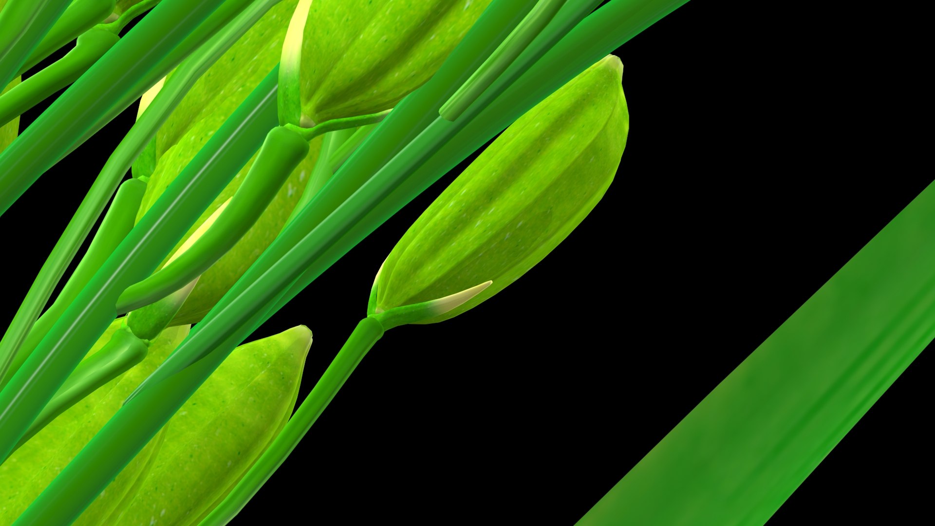 3D PADDY OPTION 8 PADDY FLOWER FINAL - TurboSquid 1837671
