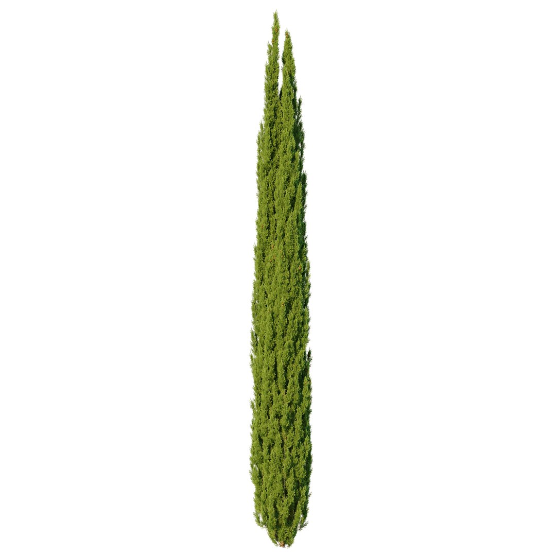 Italian Cypress 07 3D model https://p.turbosquid.com/ts-thumb/Jq/VW5oCP/MX/preview2ddfr/jpg/1749531627/1920x1080/fit_q87/4072b3461d0666386b10ab6148590d69a1f611a3/preview2ddfr.jpg