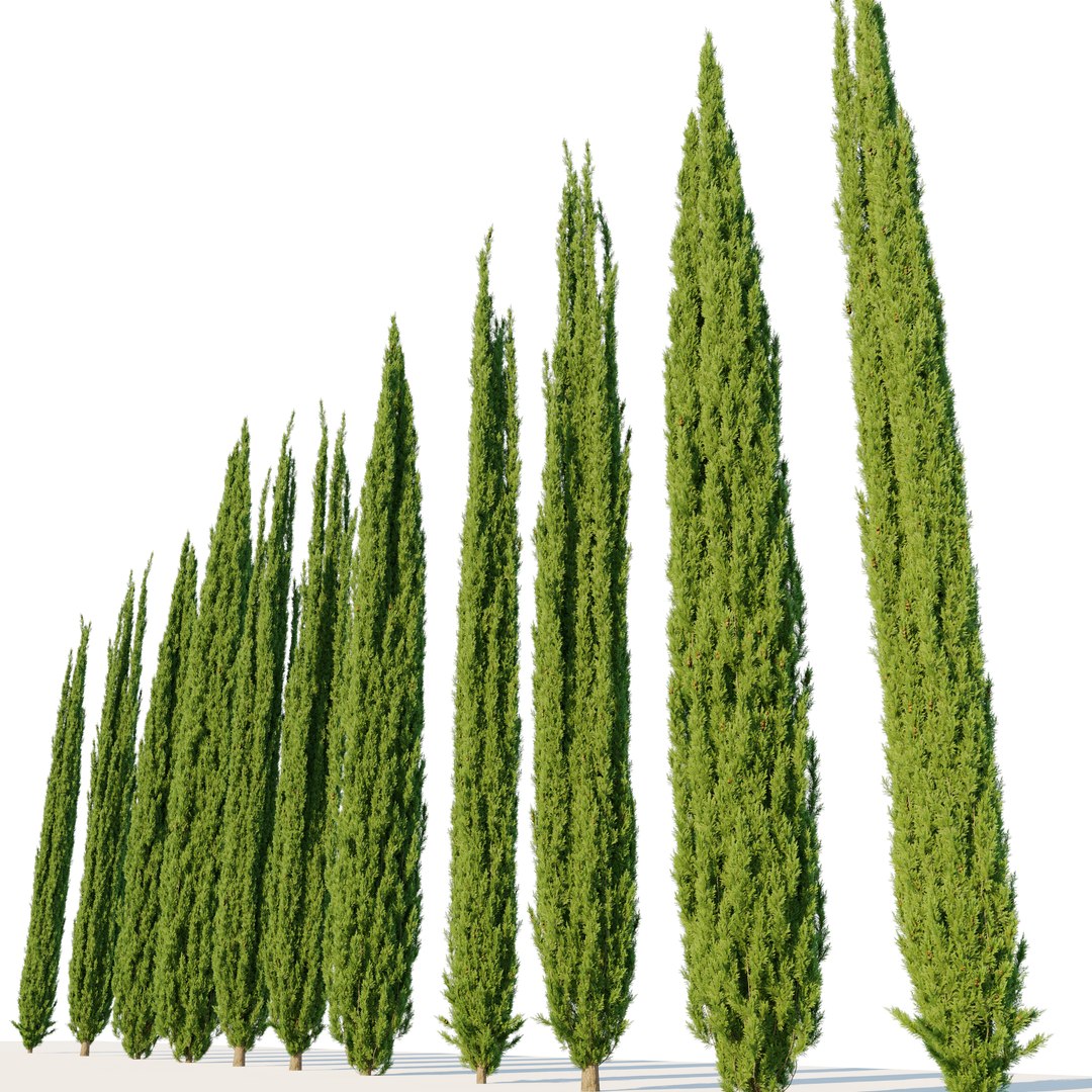 Italian Cypress 07 3D model https://p.turbosquid.com/ts-thumb/Jq/VW5oCP/N2/preview3ddfr/jpg/1749531631/1920x1080/fit_q87/14d0fc2f45f1f703f0445fb9329117a80380b435/preview3ddfr.jpg