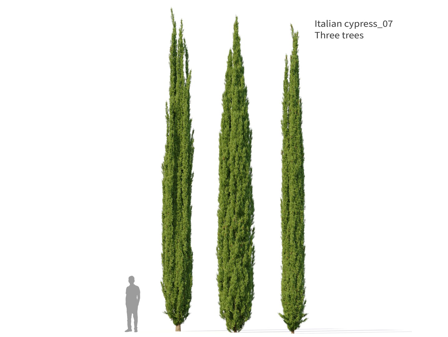Italian Cypress 07 3D model https://p.turbosquid.com/ts-thumb/Jq/VW5oCP/S2/preview1ddcgt/jpg/1749531627/1920x1080/fit_q87/694c6cbde2f49139116f3f73f7cbf09cbf5bf837/preview1ddcgt.jpg