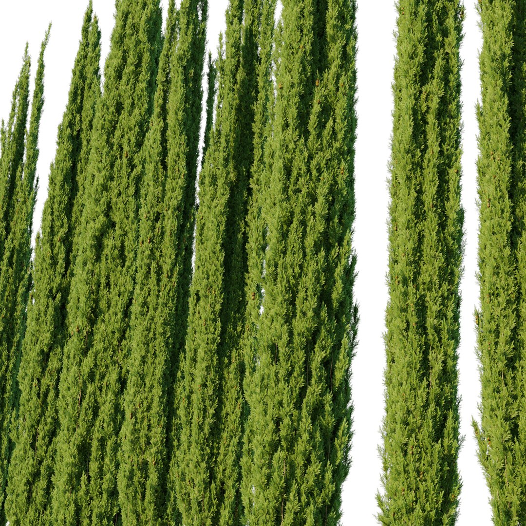 Italian Cypress 07 3D model https://p.turbosquid.com/ts-thumb/Jq/VW5oCP/Sh/preview6ddfr/jpg/1749531630/1920x1080/fit_q87/44a110c4eb795ebd78a27335d6e9d3aec0a9d741/preview6ddfr.jpg