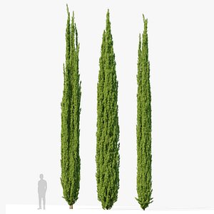 Italian Cypress 07 3D model