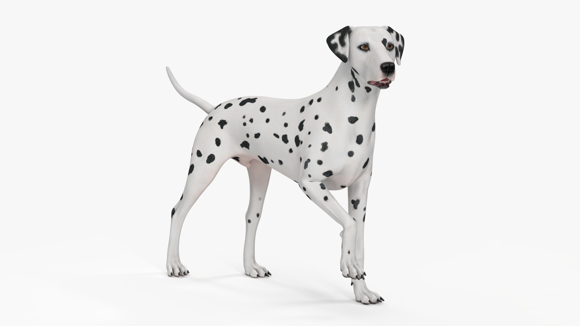 Dalmatian Dog Rigged for Maya 3D model preview