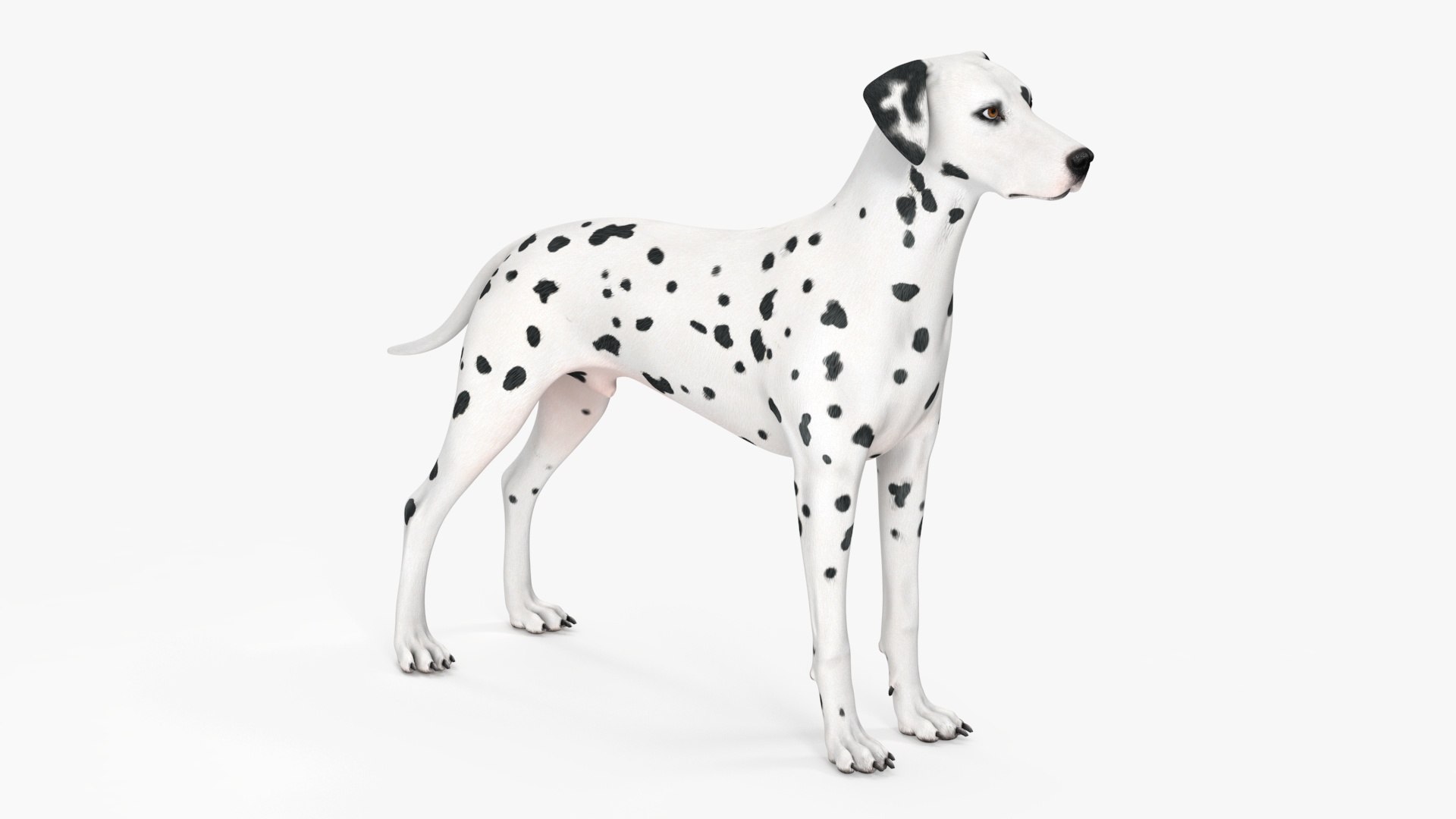 Dalmatian Dog Rigged for Maya 3D model https://p.turbosquid.com/ts-thumb/Jq/Vgim4D/I9/dalmatiandogriggedformaya3dmodel029/jpg/1727058176/1920x1080/fit_q87/989e56a373f0a110a1dcc17dae23c05b2dcb0289/dalmatiandogriggedformaya3dmodel029.jpg