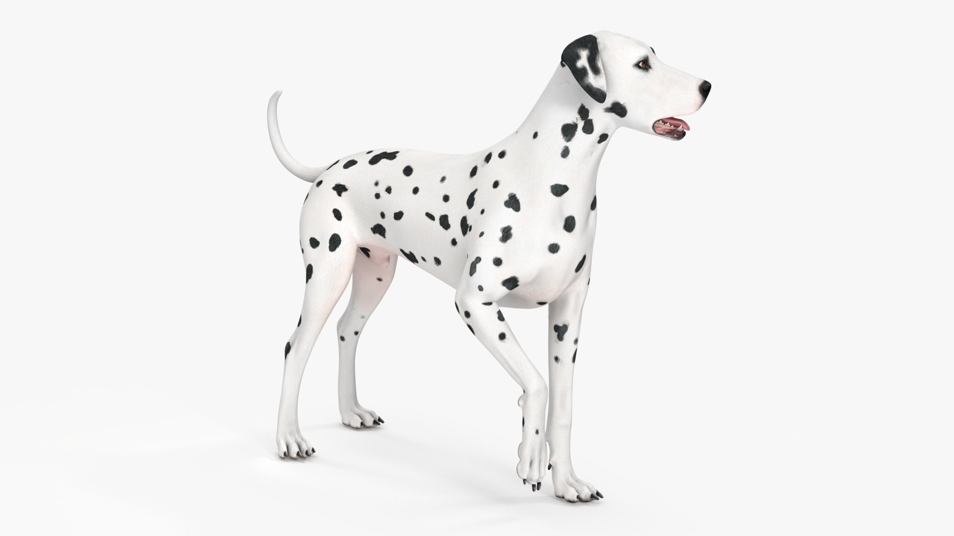 Dalmatian Dog Rigged for Maya 3D model https://p.turbosquid.com/ts-thumb/Jq/Vgim4D/gO/dalmatiandogriggedformaya3dmodel026/jpg/1727058168/1920x1080/fit_q87/802b84f30bcc79ccb4864d81ba54cbfc568ee79b/dalmatiandogriggedformaya3dmodel026.jpg